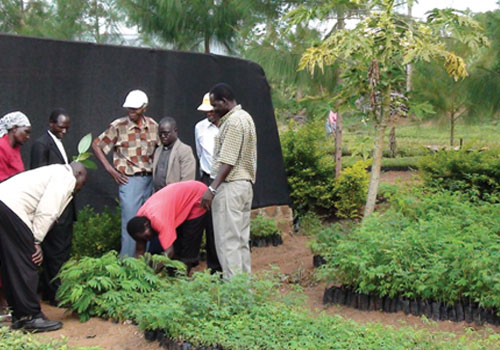 seedings-tree-planting-restoring-degraded-landscapes-climate-change-in-kenya